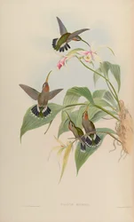 Glaucis ruckeri = Threnetes ruckeri ventosus